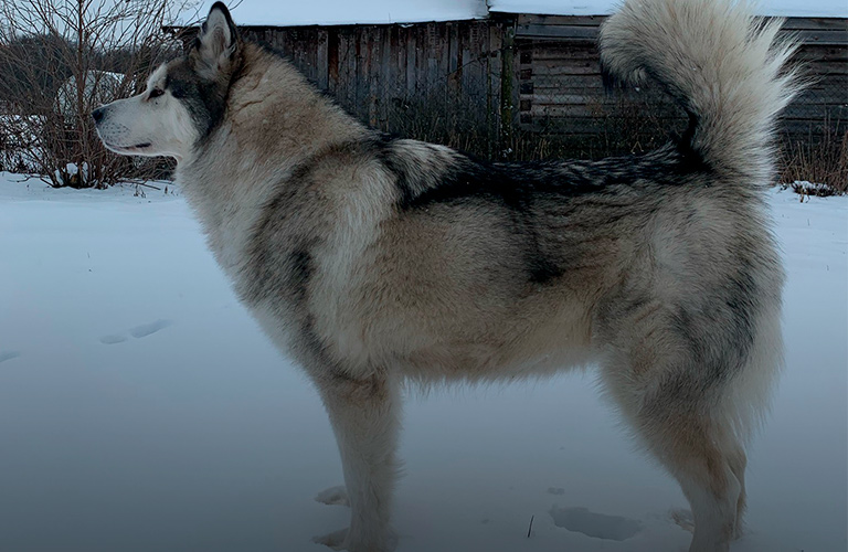 Хорошие мальчики и девочки: северные собаки во Владимире