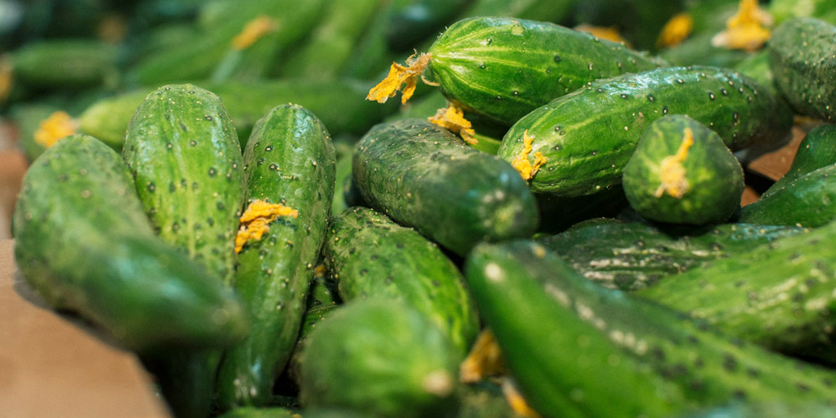 Пупырчатый деликатес, или В каких городах 33-го региона самые бешеные цены на огурцы и другие продукты