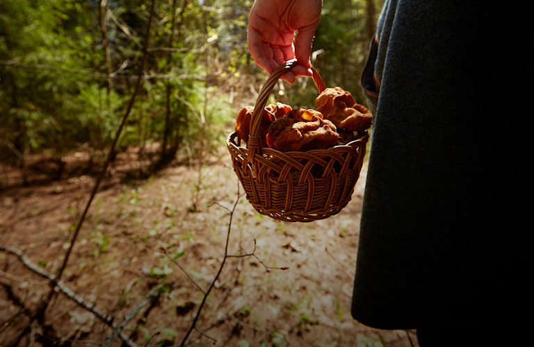 Королевские, краснокнижные, деликатесные: особенности владимирской тихой охоты