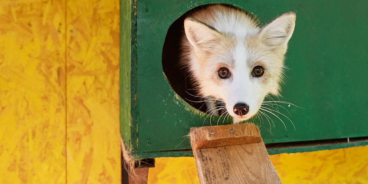 Рыжие сестрички во владимирских зоодомах, или Как местные волонтеры спасли двух лисиц
