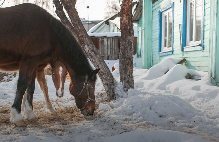 Завести лошадей и устроить конюшню во дворе собственного дома