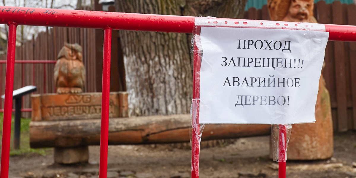 «Златая цепь» на дубе том дала слабину. Самое сказочное дерево города под угрозой вырубки