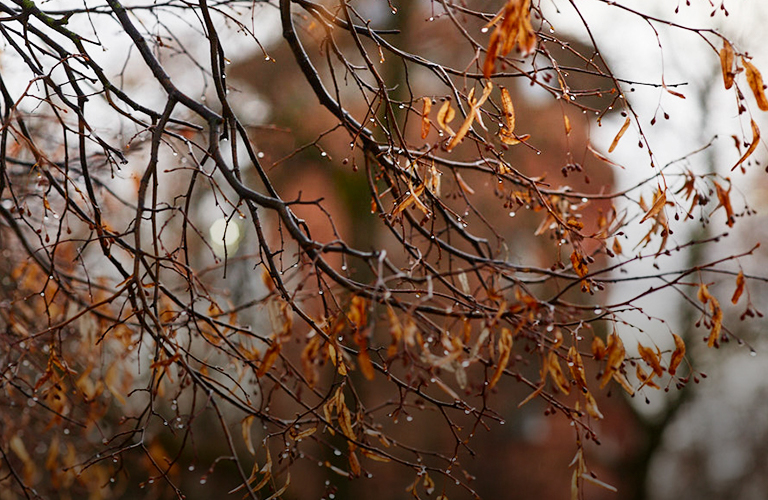 Дубль аномально теплой зимы или обещанные экстремальные холода — чего ждать в ближайшие три месяца?