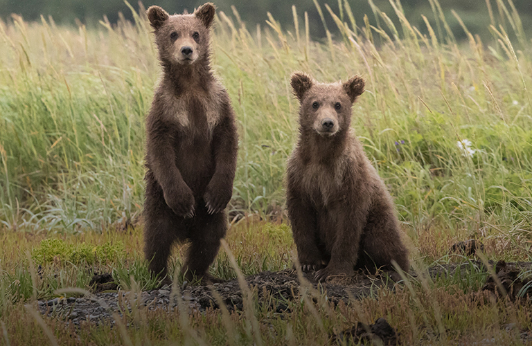 Семейство медведей было замечено на опушке леса, а лиса – в Пиганово
