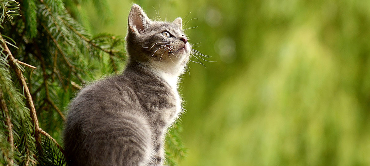Акустическо-поэтический «Рок в защиту животных»