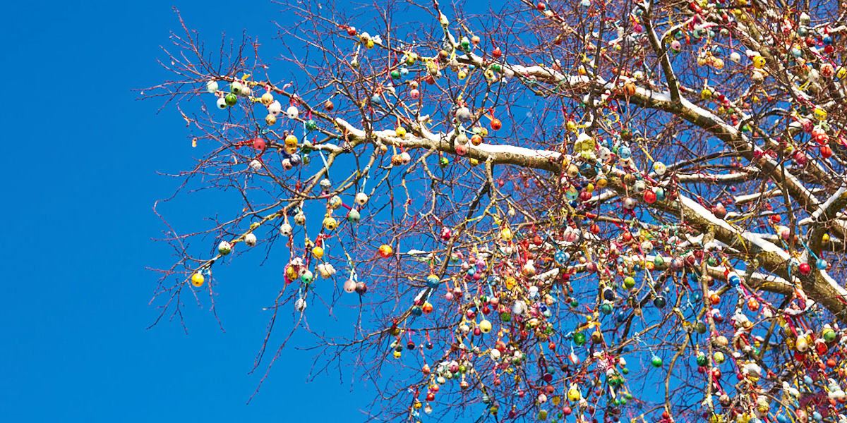 40 тысяч яиц на 20-метровой липе. На Пасху во Владимире вновь расцветет праздничное дерево