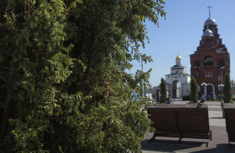 Ландшафтный дизайнер дала оценку новым объектам озеленения во Владимире