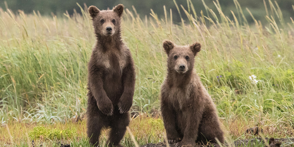 Семейство медведей было замечено на опушке леса, а лиса – в Пиганово