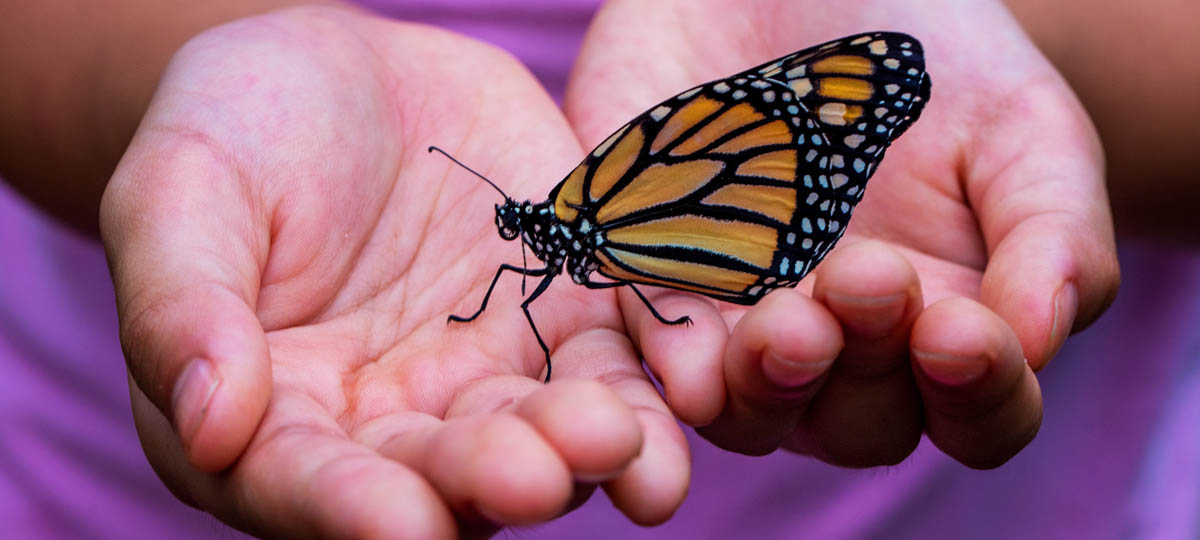 Знакомимся с бабочками в котокафе «Котангенс»