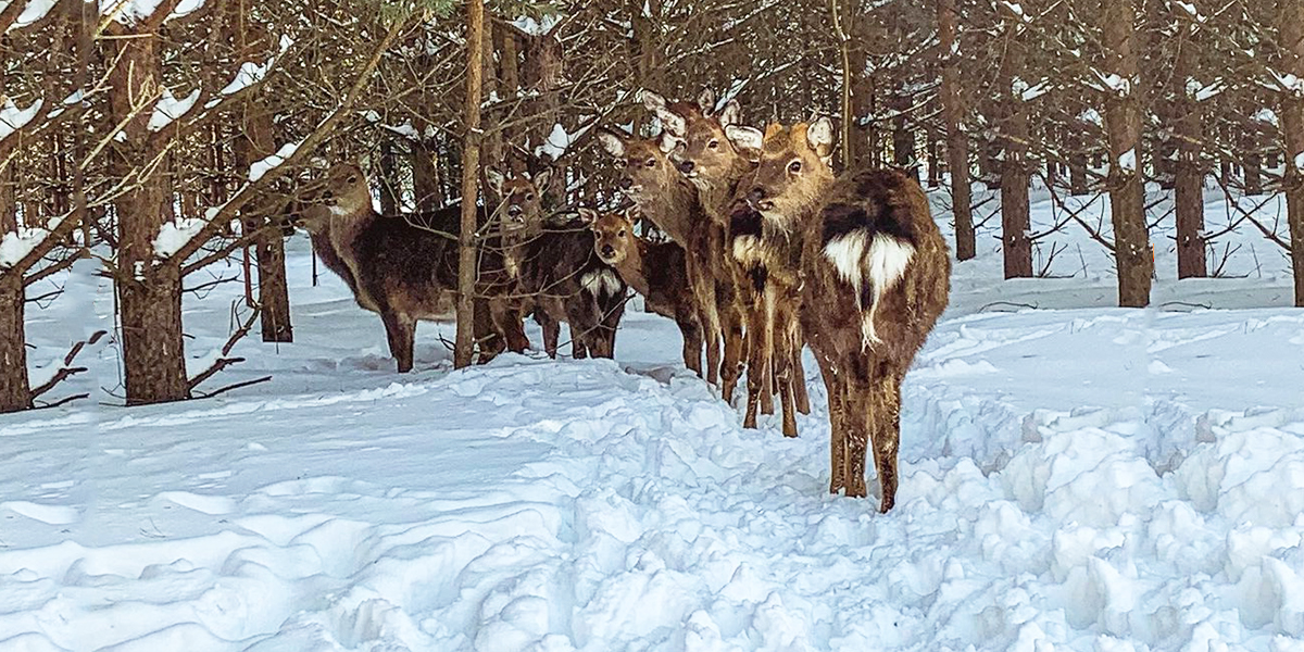 Зимняя фотоохота: три места, где можно сфотографироваться с животными и погулять в лесу