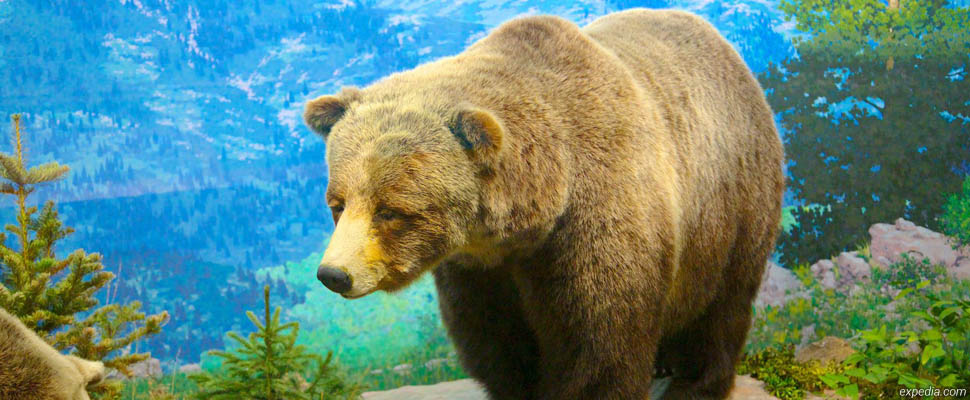 Знакомство с бурым медведем в Музее природы