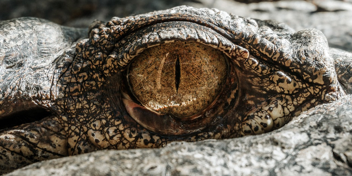 Отправляемся в «Путешествие к динозаврам»