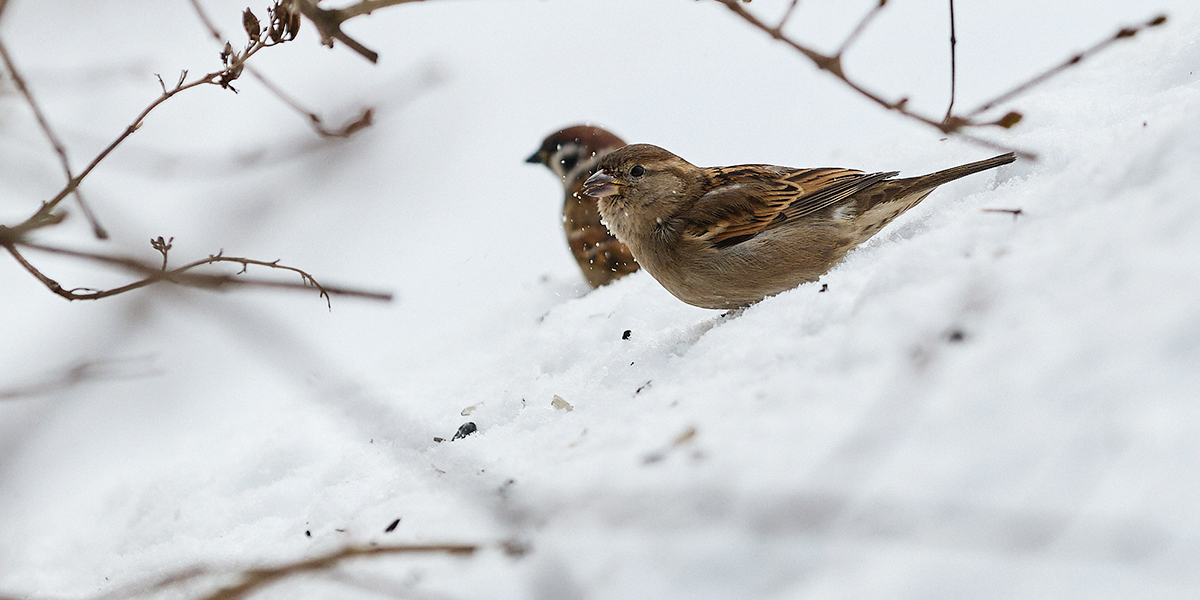 Где обедал воробей, или Как во Владимире проходит перепись пернатых сорванцов