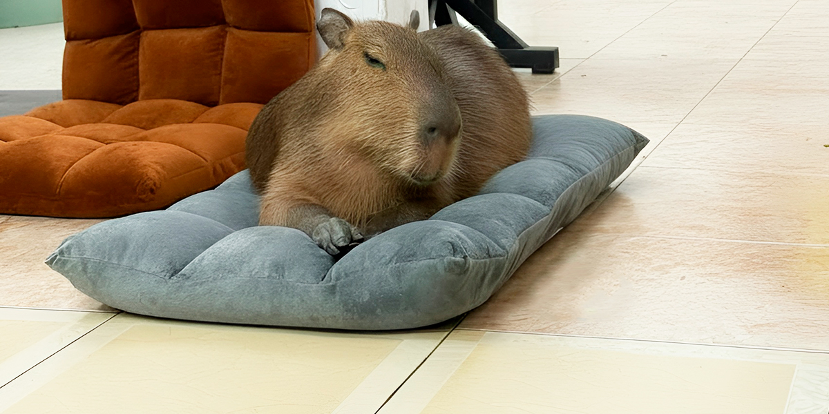 Вьетнам в несезон. Реставратор о кафе с капибарами, прогулках по лужам и адекватном прайсе