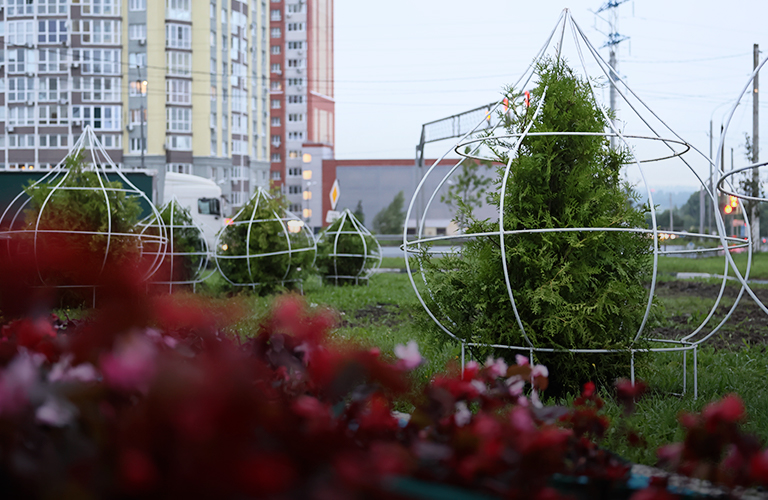Зеленые купола туи и золотые кольца кленов: садовники завершили украшение въездов во Владимир