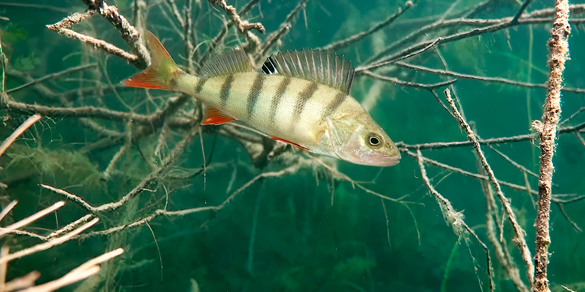 Нижегородские блогеры исследовали дно «ковровского Байкала» и суровой реки Выжги