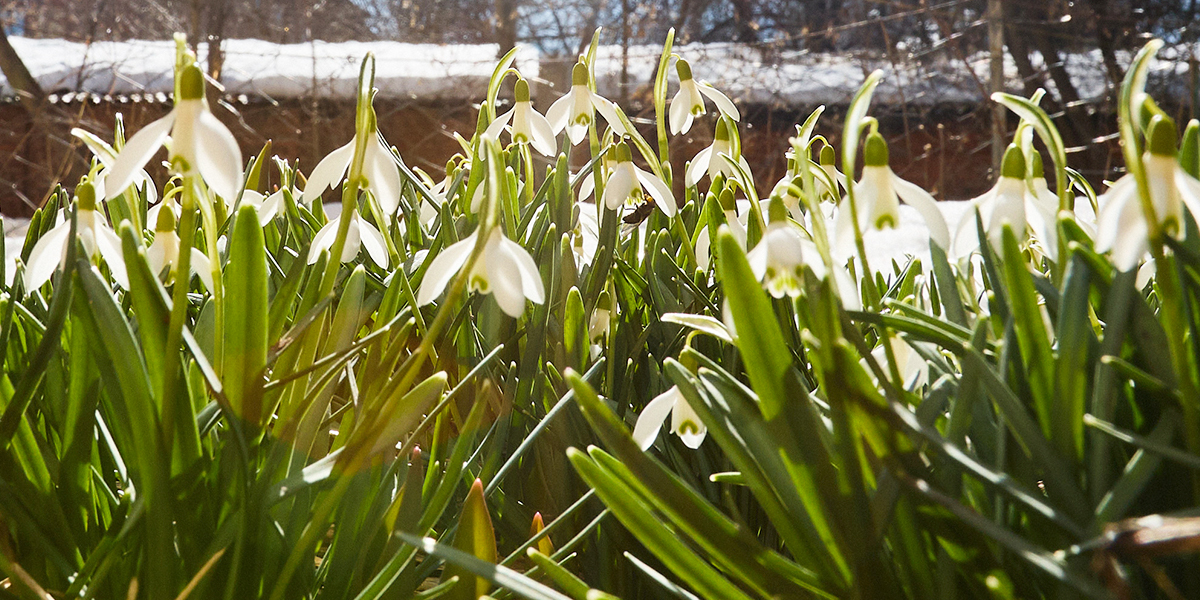 Наш ковер — цветочная поляна! Во Владимире на фоне сугробов распустились подснежники