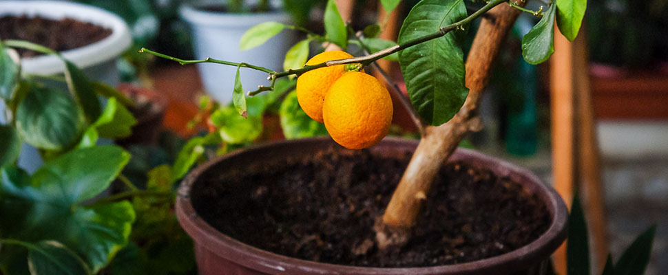 Пальма, апельсин и каучуковое дерево: зимний сад во Владимире