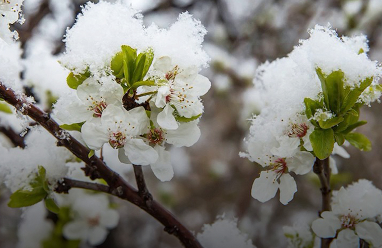 «Слива в цвету и… снегу»: владимирцы делятся впечатлениями от майской аномалии