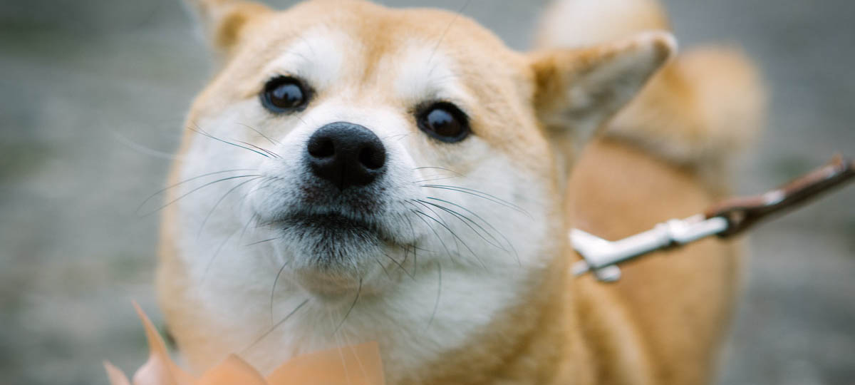 Благотворительная акция «Собака-обнимака»