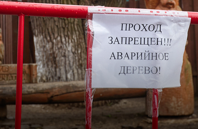 «Златая цепь» на дубе том дала слабину. Самое сказочное дерево города под угрозой вырубки