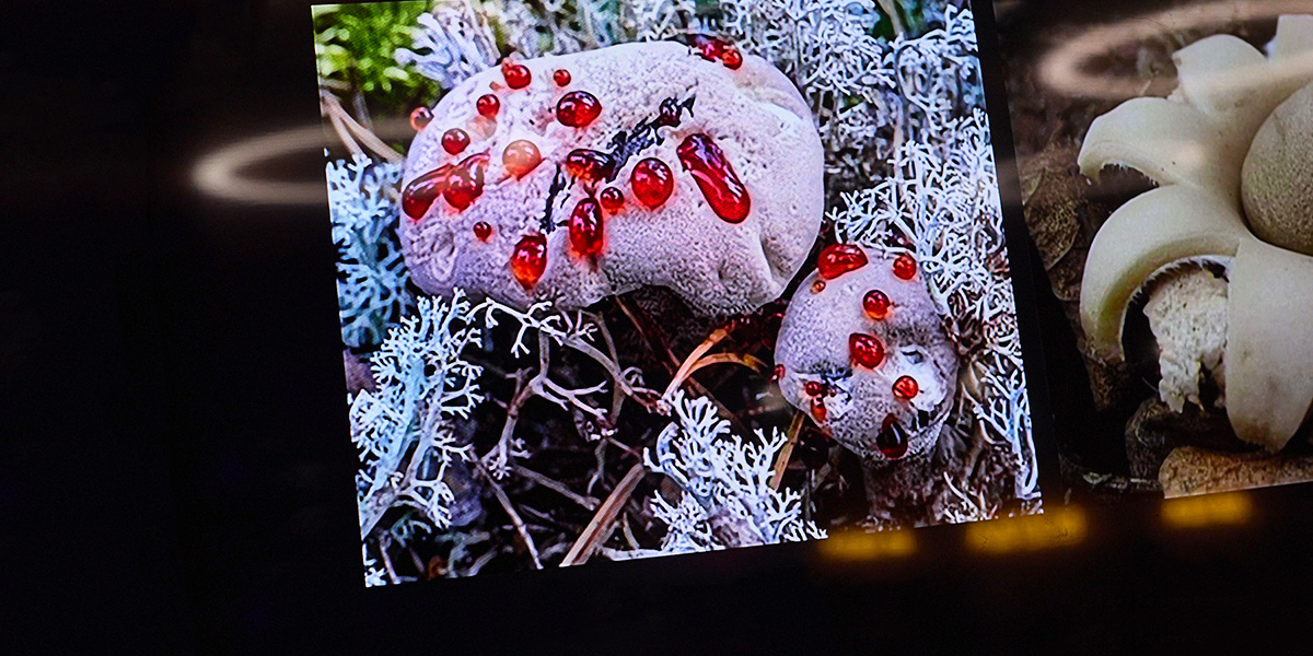 Голливуд по ним плачет! Владимирский биолог рассказал о роли грибов в кинематографе
