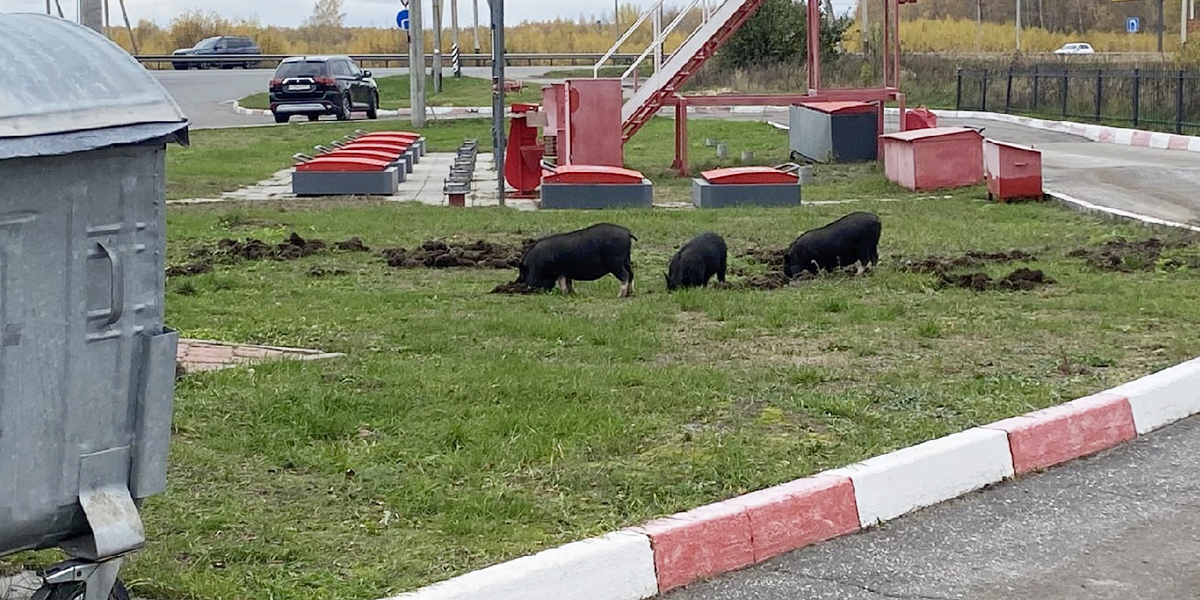 Вязниковские свиньи устроили погром на заправке, а владимирская белка ― обед за окном