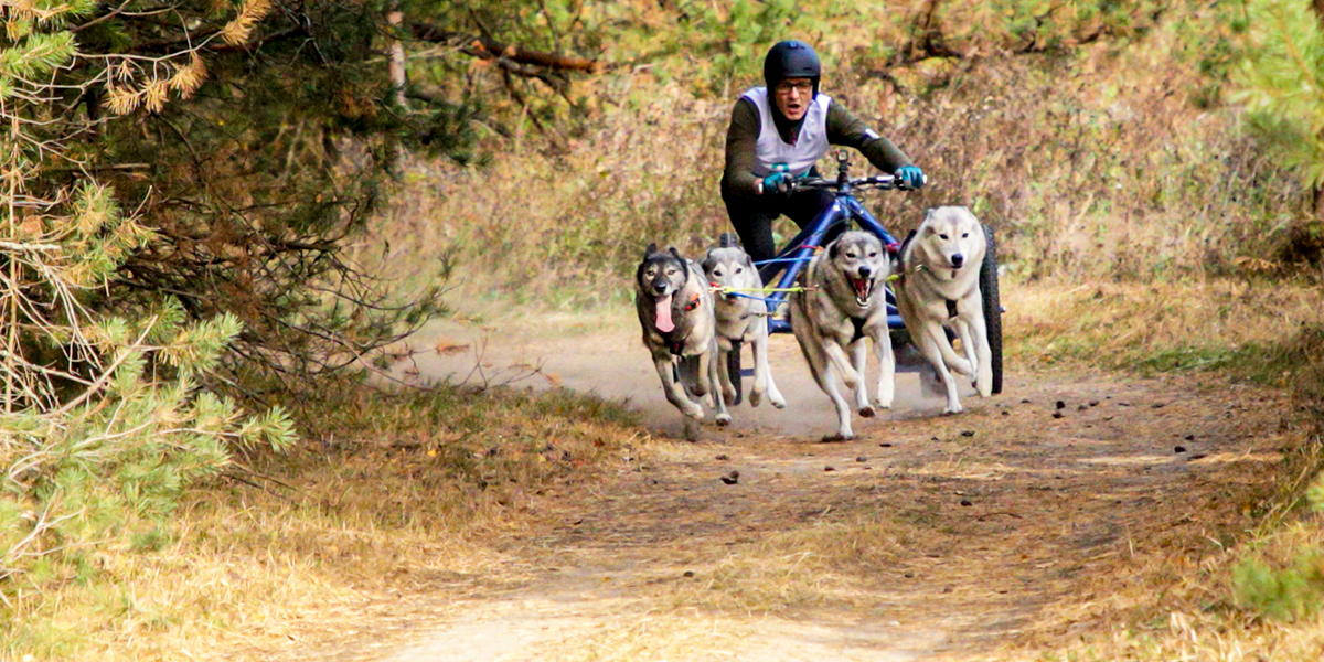 Межрегиональная гонка «Семь верст… Crazy Dog» собрала более 200 хвостатых спортсменов под Ковровом