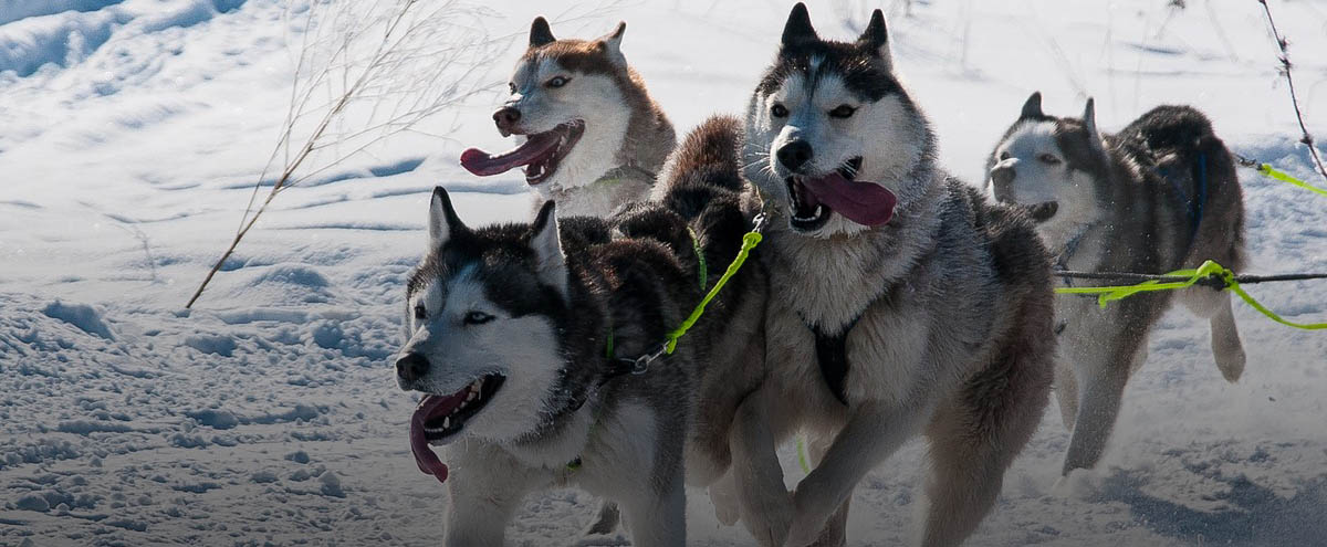 В Суздале состоялись третьи зимние гонки на собачьих упряжках