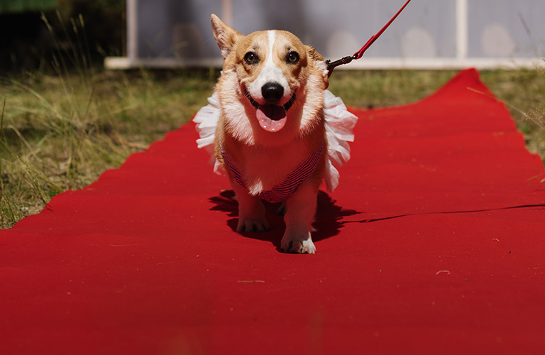 Собачья birthday party: 40 «коржей» на красной ковровой дорожке