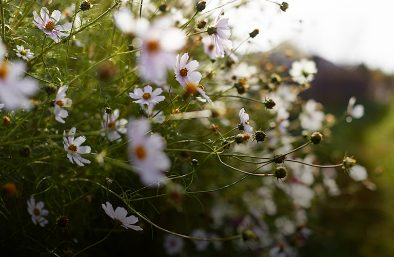 Прощальный тур лета: август расщедрится еще на несколько солнечных дней