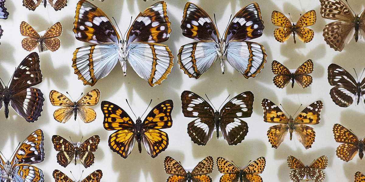 Уникальная коллекция насекомых: владимирский биолог собрал четыре тысячи экземпляров бабочек и жуков