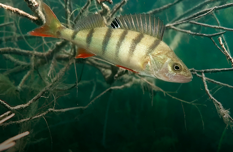 Нижегородские блогеры исследовали дно «ковровского Байкала» и суровой реки Выжги