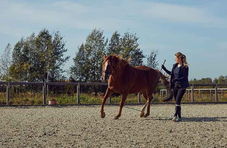 Конный фитнес и психология: новаторский подход к владимирским лошадям