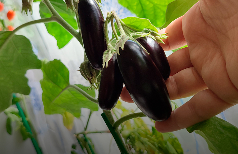 Дачные рекорды. В области вырастили тыкву под 200 кило и карликовые баклажаны