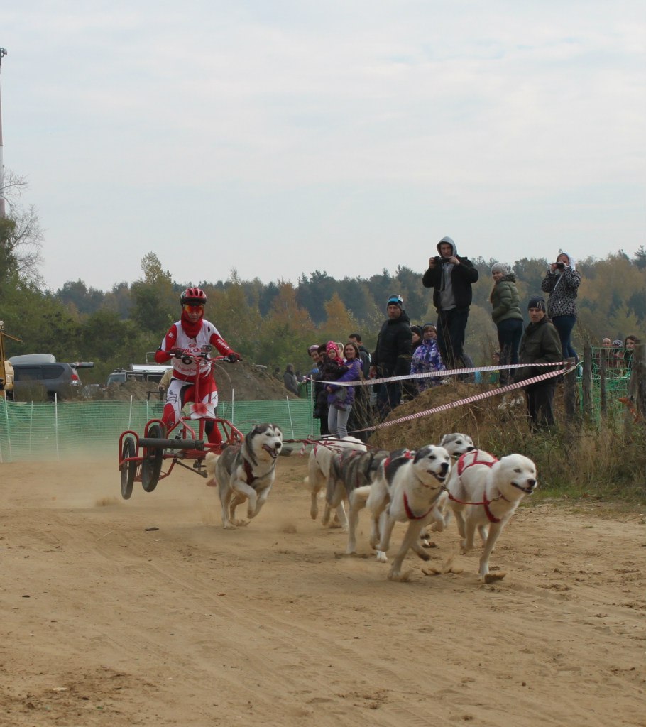 Весенние гонки на собачьих упряжках пройдут под Владимиром