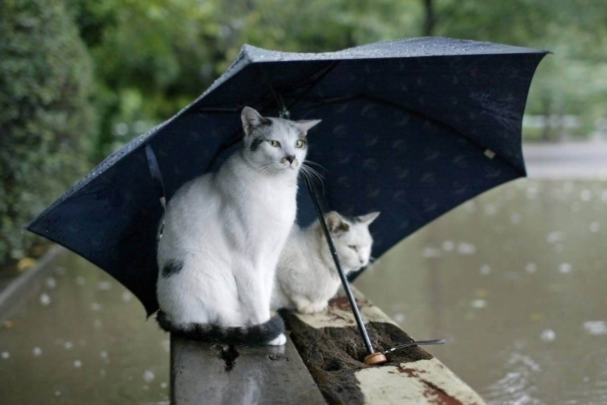 кошки под дождем