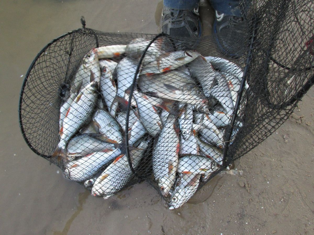 Владимирский блогер-рыболов о рыбных местах и этике лова