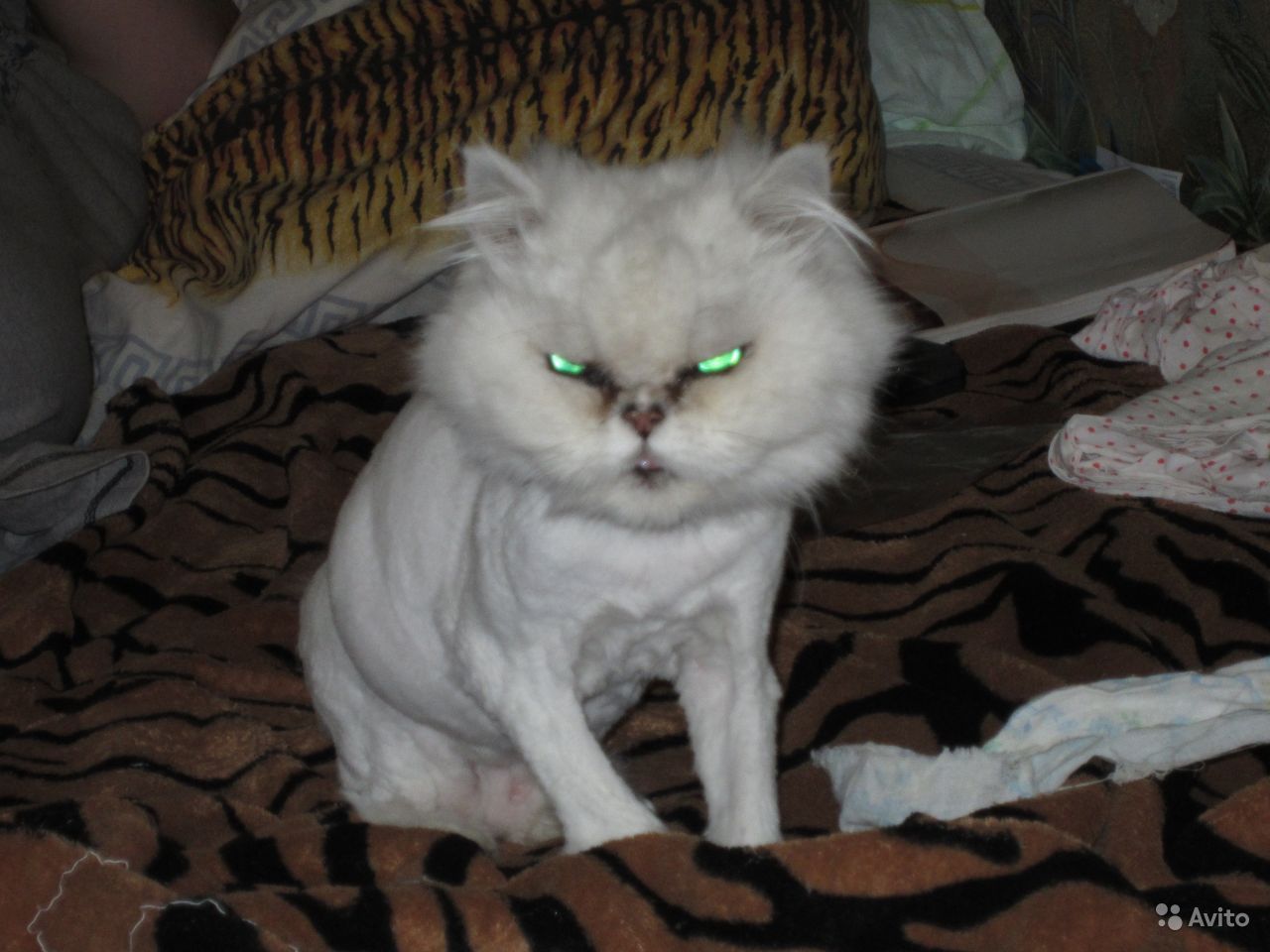 Стрижка персидских кошек