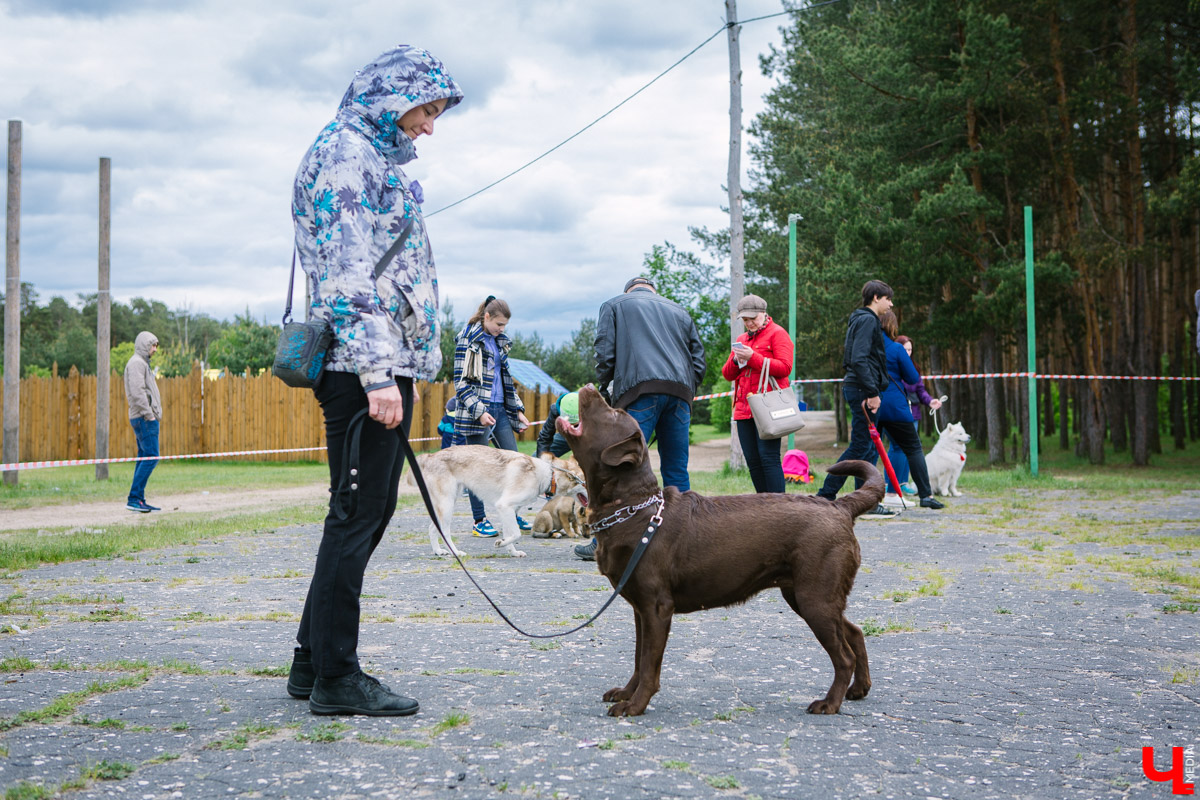Собачьи нежности во Владимире: самые любвеобильные участники «Собаки-обнимаки»