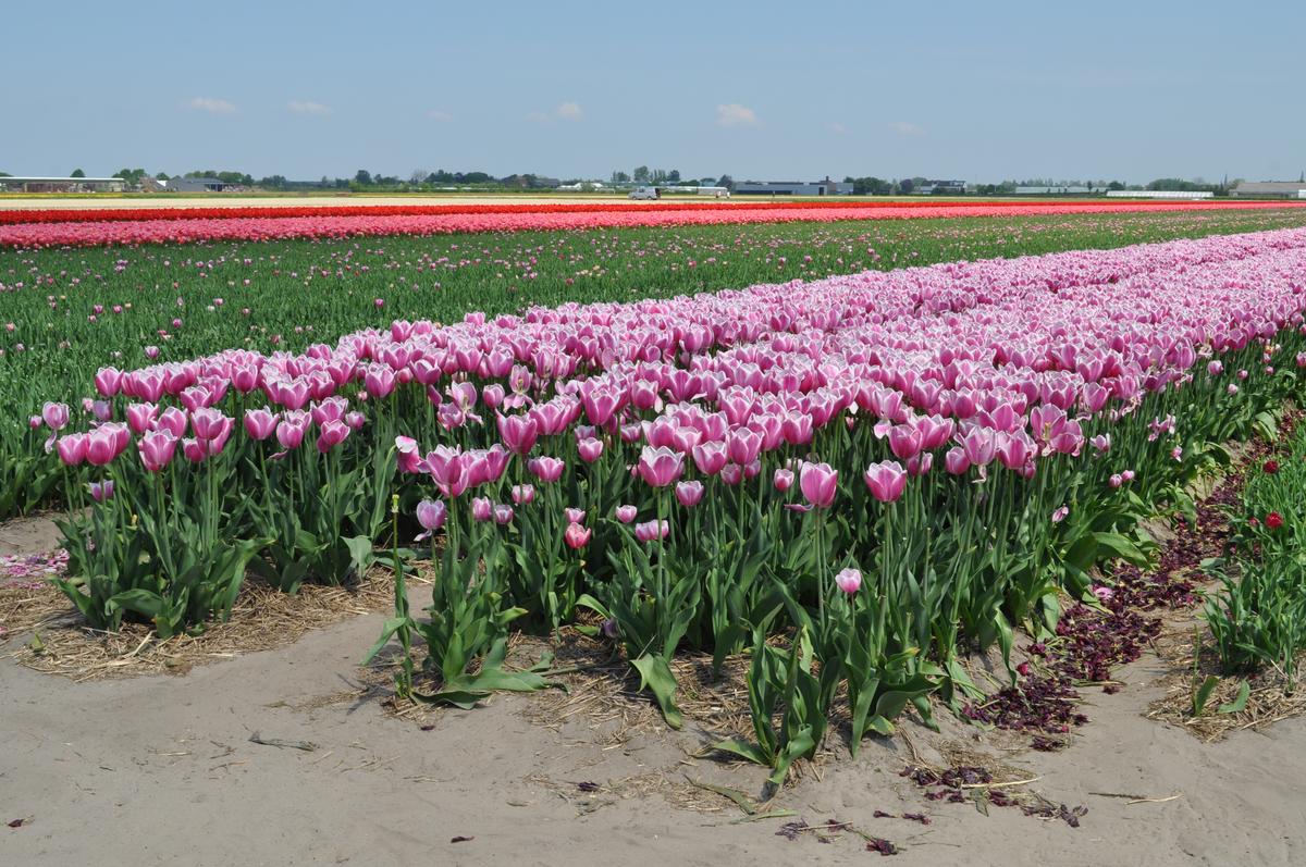 Артем Кокорин - владимирский художник-реставратор, за последние 5 лет исколесивший на машине 15 стран Европы. В общем и целом маршрут нашего земляка составил 32 тысячи километров. Как отправиться за границу на авто - узнаем из первых уст