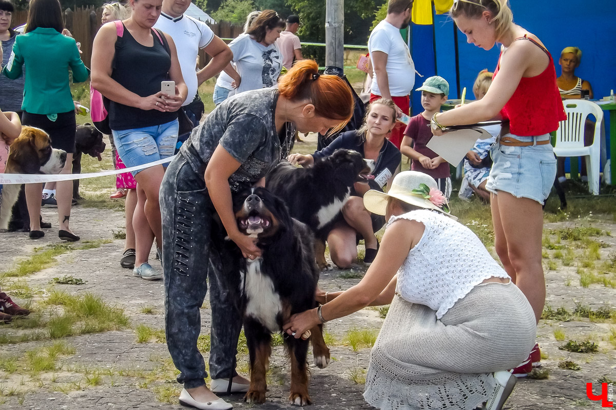 5 августа в Загородном парке прошла выставка собак. Корреспондент портала «Ключ-Медиа» побывала на ней и сфотографировала самых милых четвероногих созданий