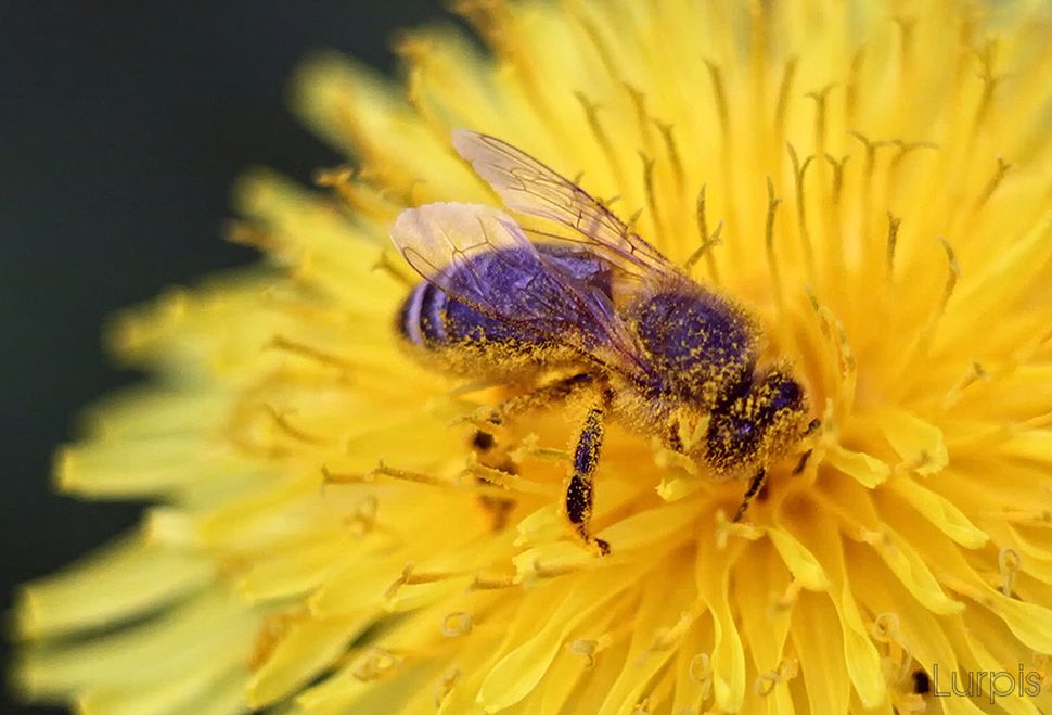 Жизнь на пасеке: философия суздальского пчеловода