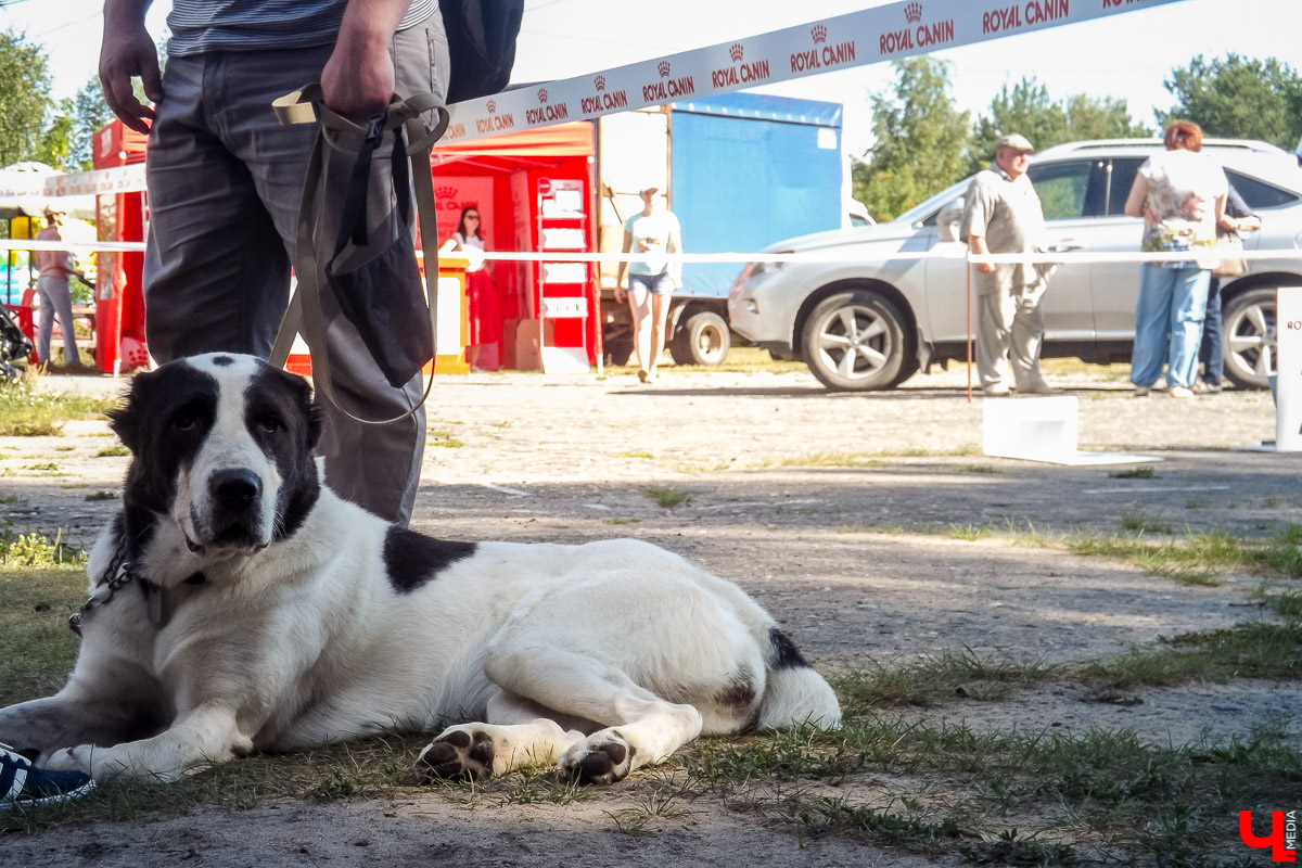 5 августа в Загородном парке прошла выставка собак. Корреспондент портала «Ключ-Медиа» побывала на ней и сфотографировала самых милых четвероногих созданий