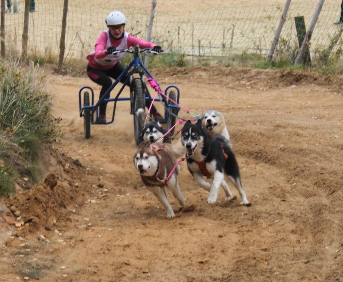 Весенние гонки на собачьих упряжках пройдут под Владимиром