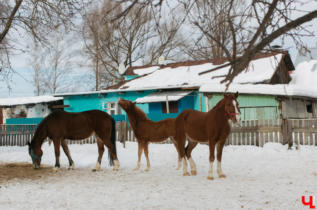 Как содержать 4-х лошадей, правильно с ним общаться и почему скакуны спасают от плохого настроения, читайте в нашем интервью с Мариной Кряжевой