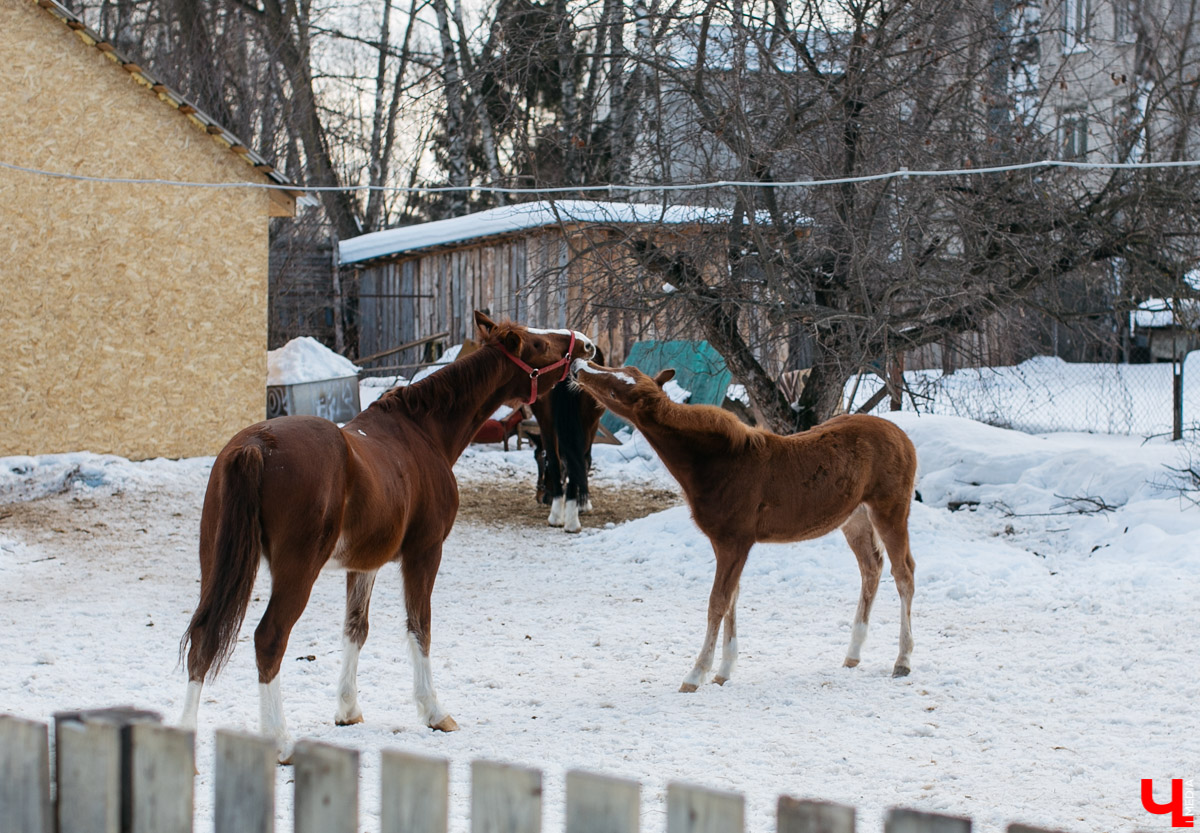 Как содержать 4-х лошадей, правильно с ним общаться и почему скакуны спасают от плохого настроения, читайте в нашем интервью с Мариной Кряжевой