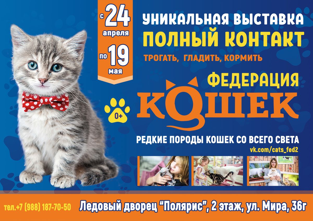 Выставка кошек во Владимире