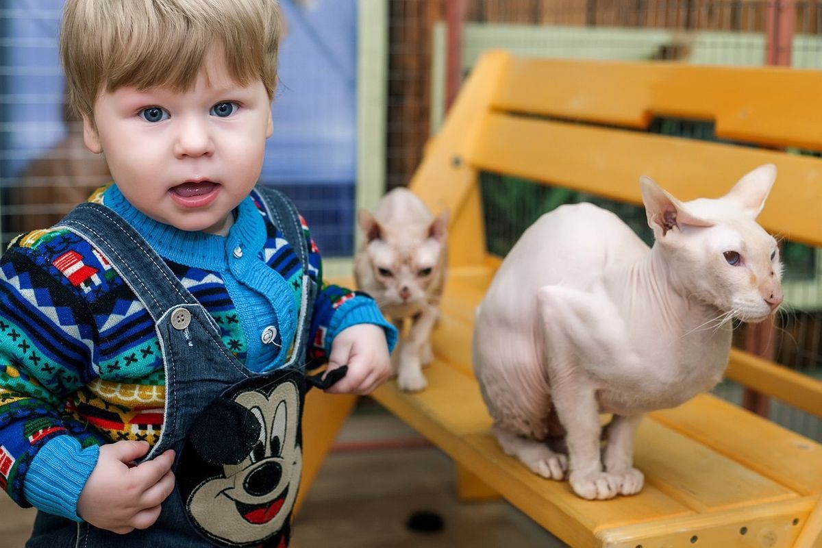 Выставка кошек во Владимире