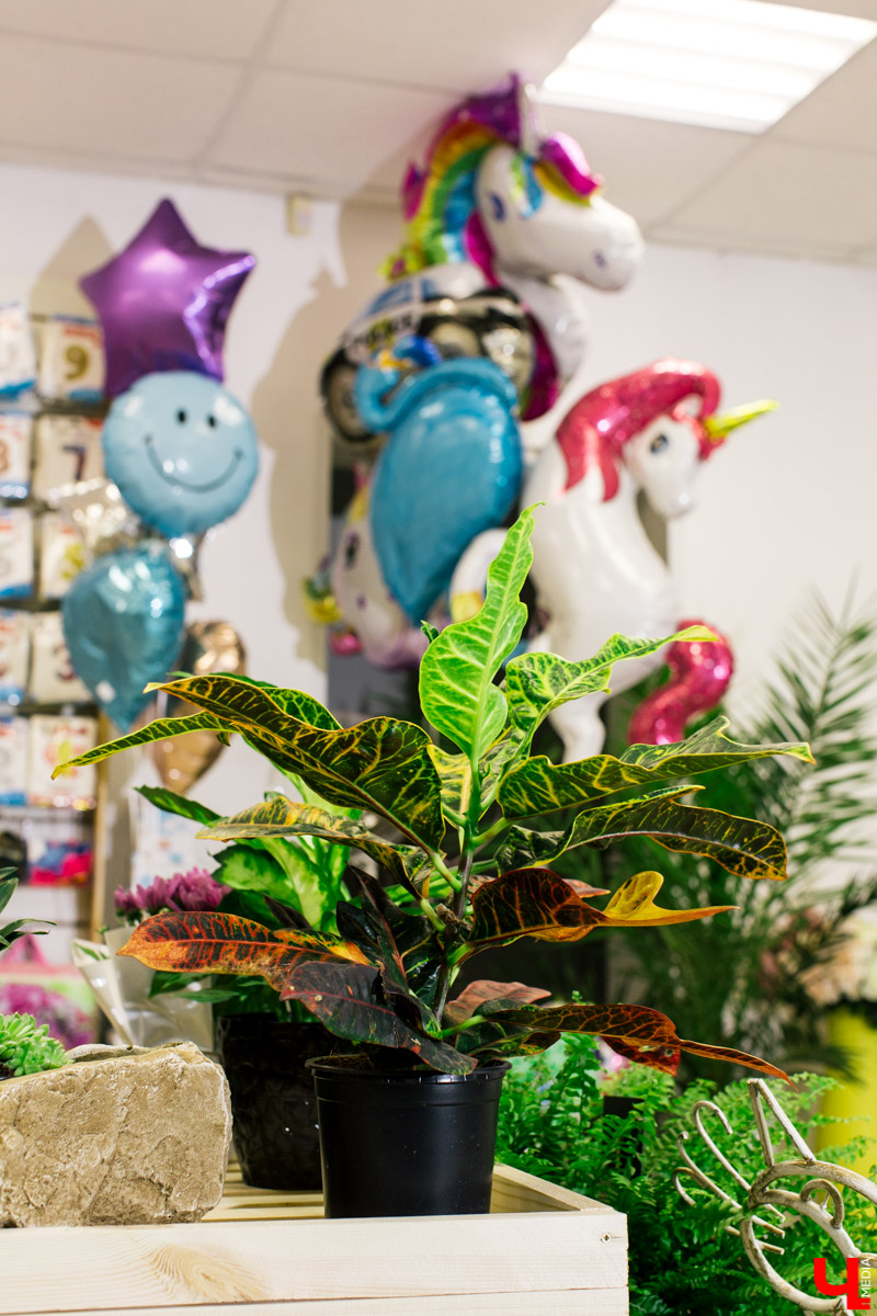 Во Владимире открылся магазин цветов Юлии Красновой. Главные достоинства - самый большой в области холодильник, низкие цены и прямые поставки экзотических цветов.